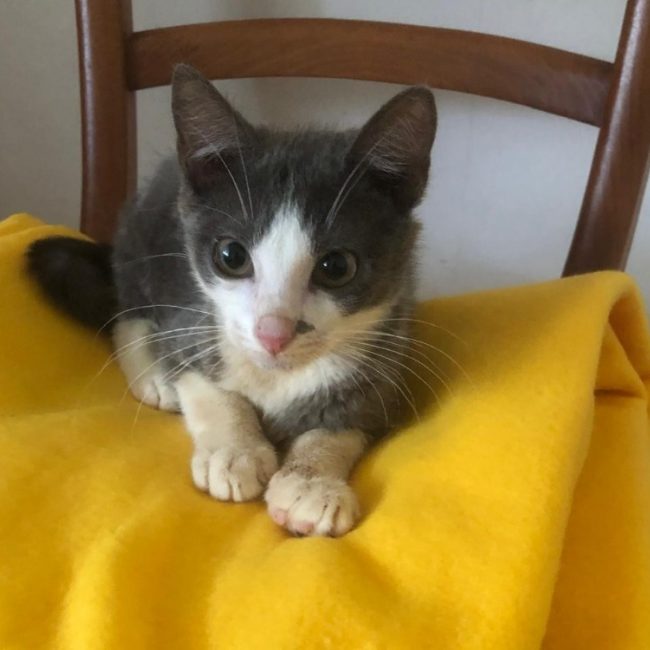 Belize - Chat Européen à adopter