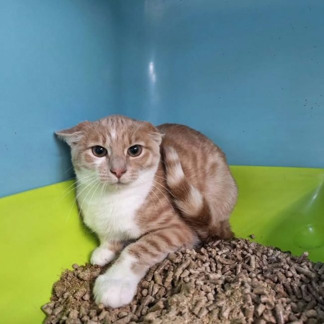 Rouky - Chat Européen à adopter