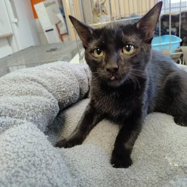 Winter - Chat Européen à adopter