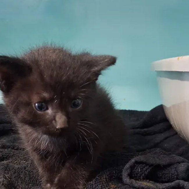 Nero - Chat Européen à adopter