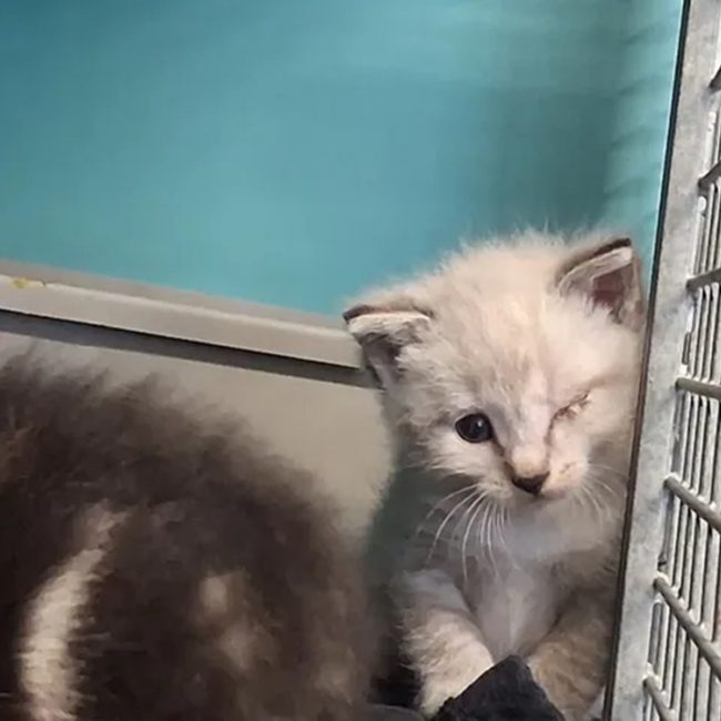 Natsou - Chat Siamois à adopter