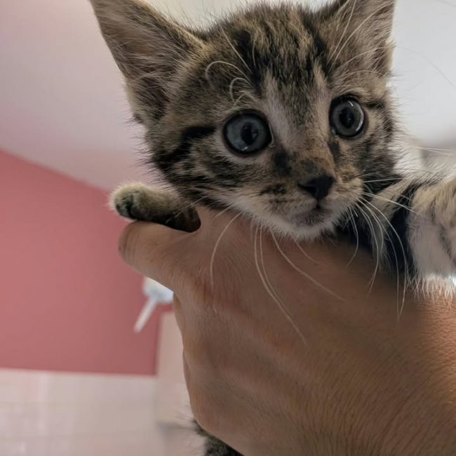 Naboo - Chat Européen à adopter