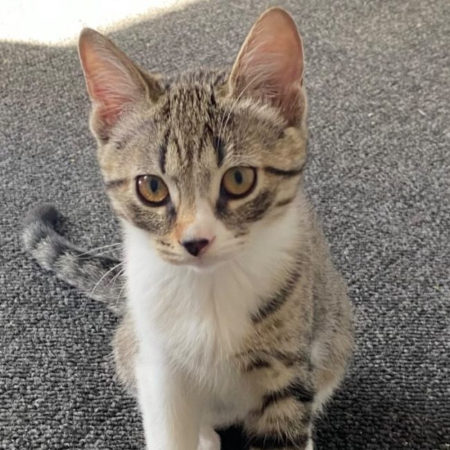 Dax - Chat à adopter