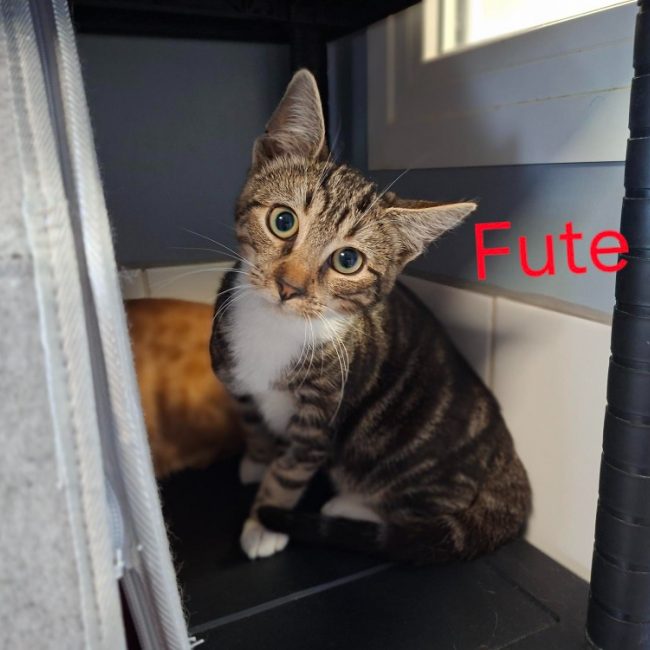 Fute - Chat Européen à adopter