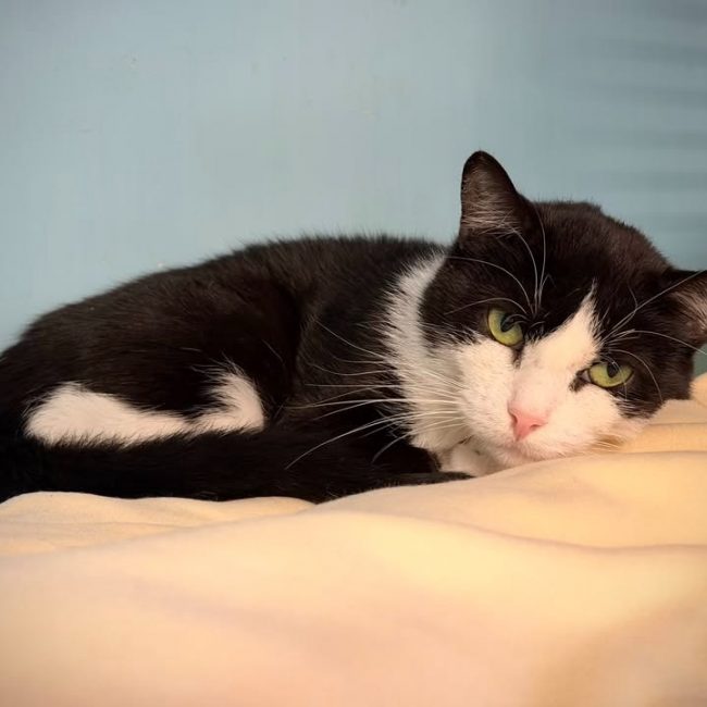 Ruse - Chat Européen à adopter