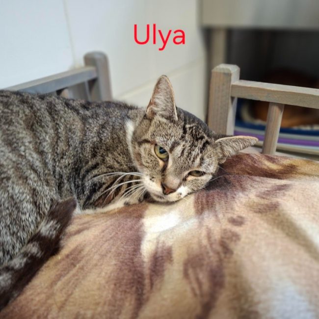 Ulya