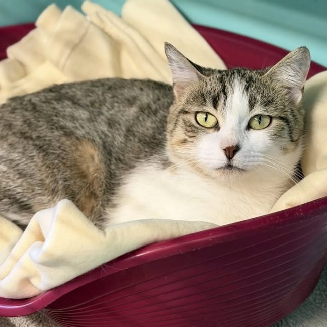 Tchoukravette - Chat Européen à adopter