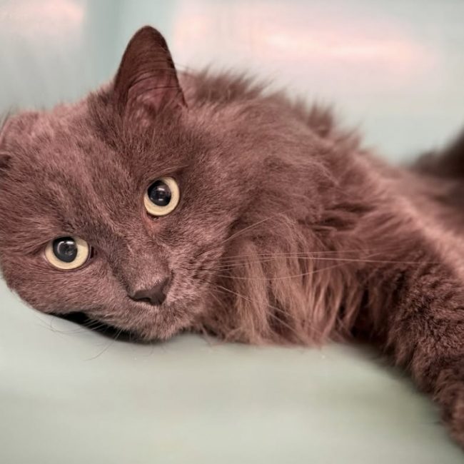 Iron/ titou - Chat Européen à adopter