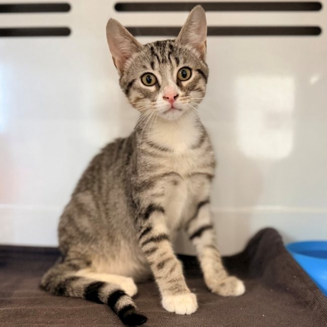 Abricot - Chat Européen à adopter