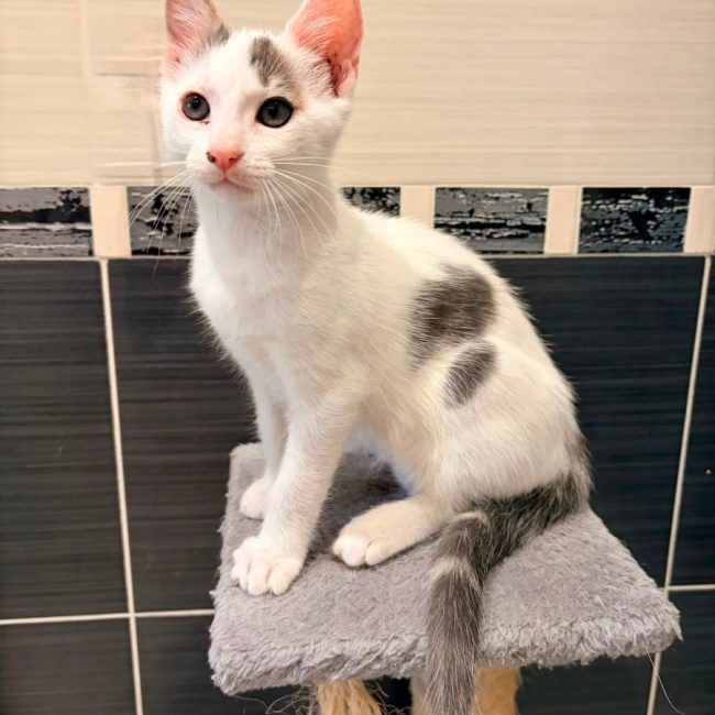 Andouillette - Chat à adopter