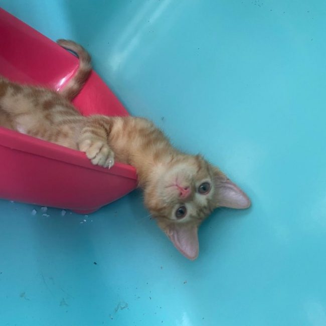 What - Chat Européen à adopter