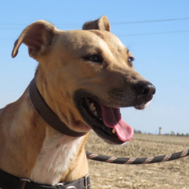 Gaufrette - Chien à adopter