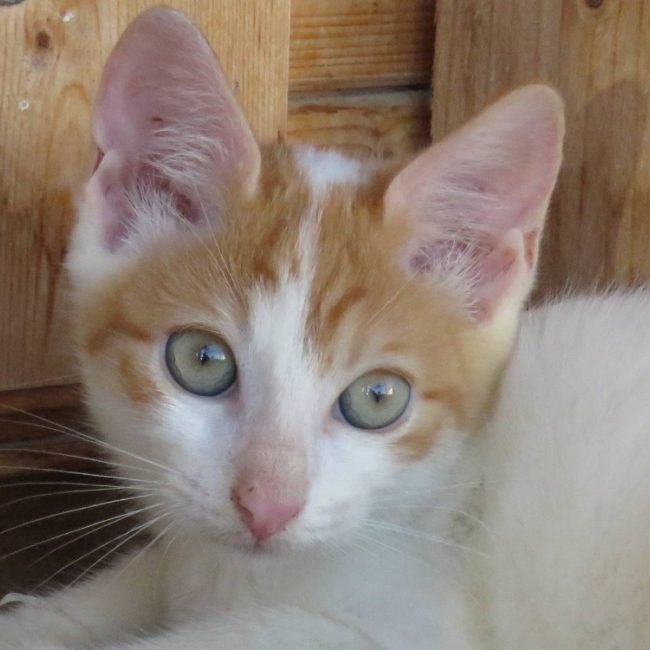 Kimy