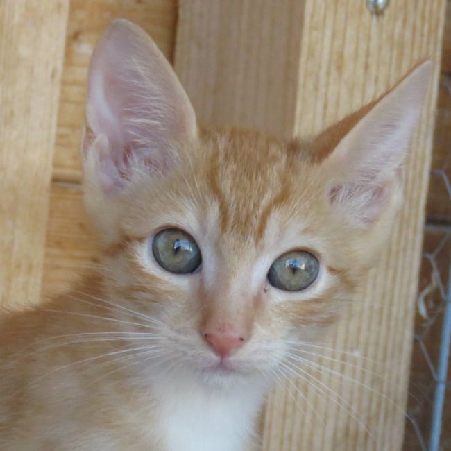 Kazan - Chat Européen à adopter