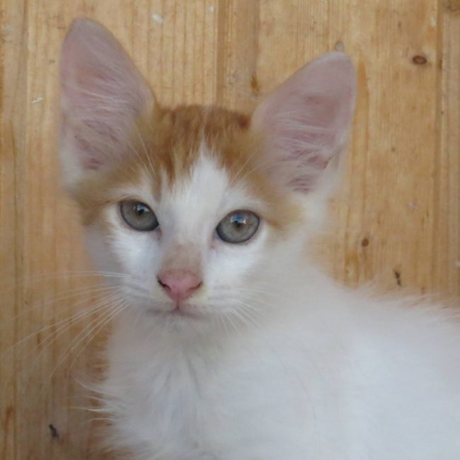 Kiko - Chat Européen à adopter