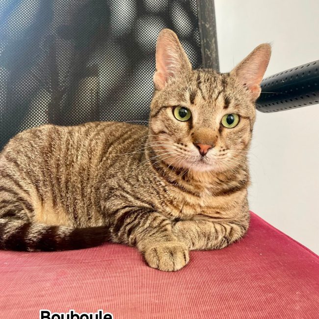 Bouboule