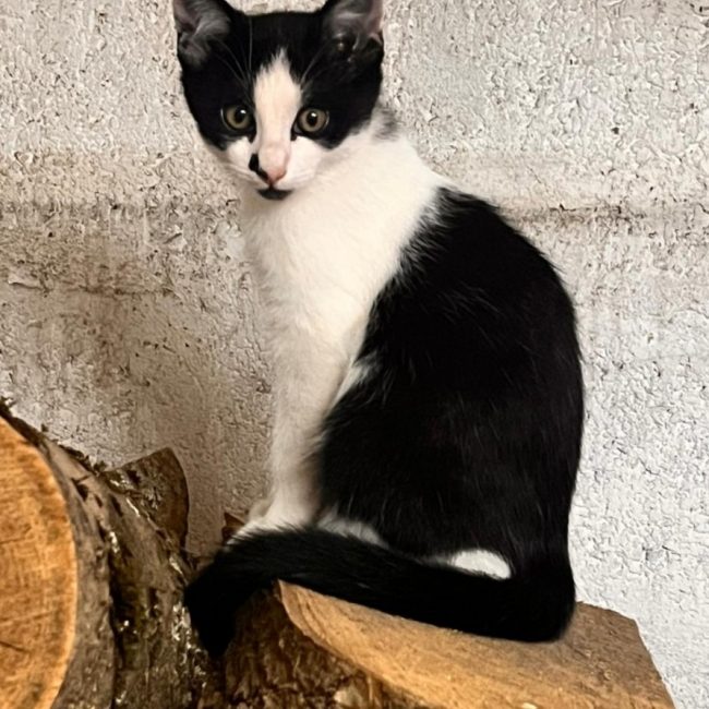 Domino