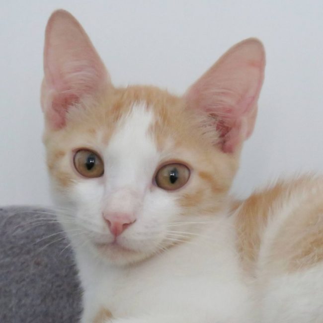 Sandro - Chat Européen à adopter