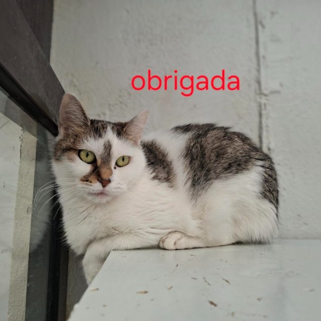 Obrigada - Chat Européen à adopter