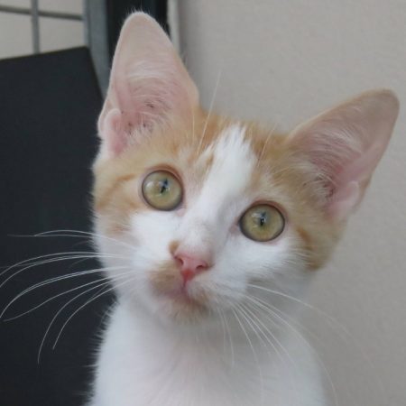 Sacha - Chat Européen à adopter