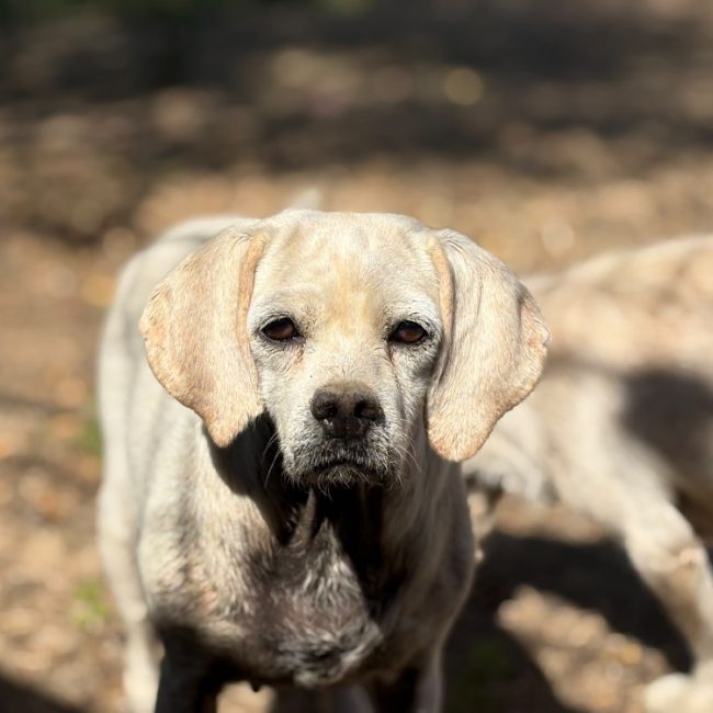 Nadeje - Chien Beagle à adopter