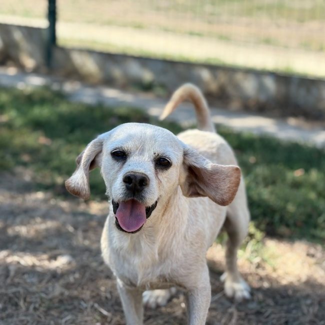 Hab - Chien Beagle à adopter
