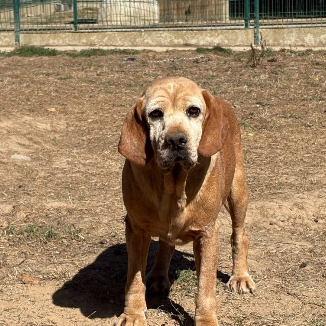 Tumaini - Chien Beagle à adopter