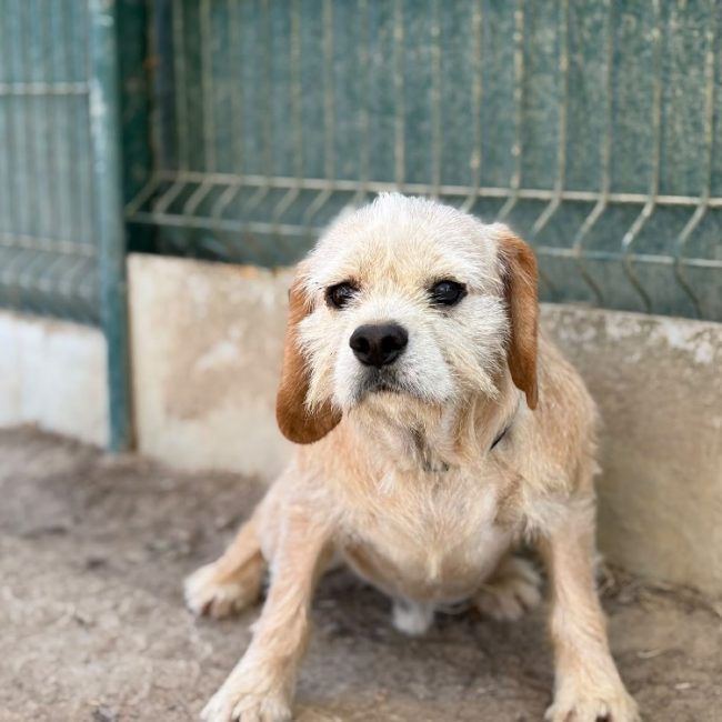 Umut - Chien Beagle à adopter