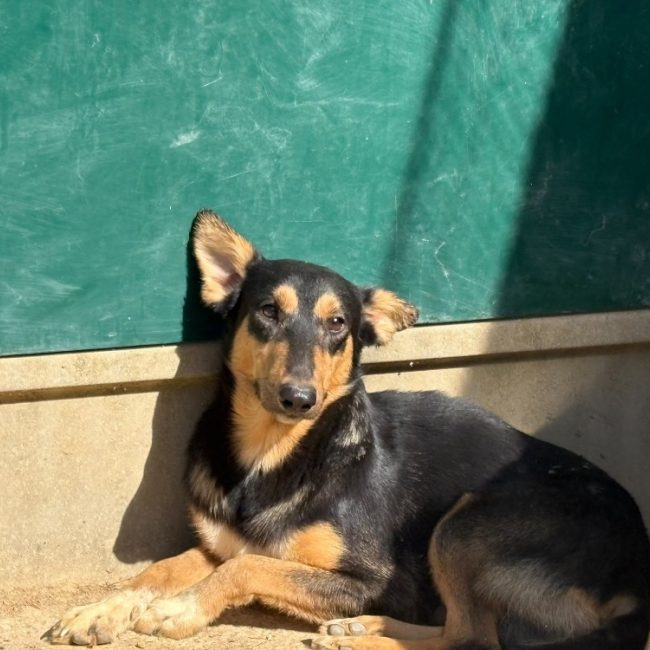 Trefle - Chien Berger à adopter