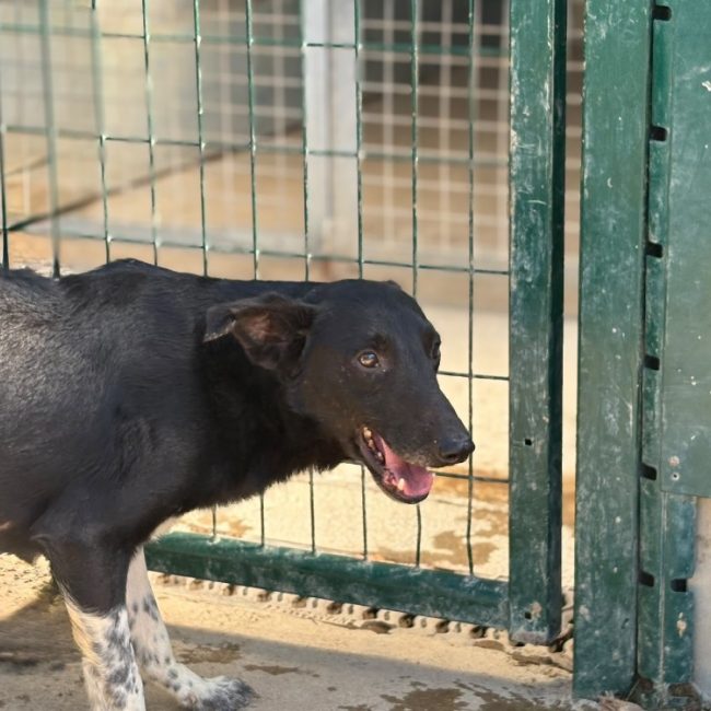 Cornichon - Chien Berger à adopter