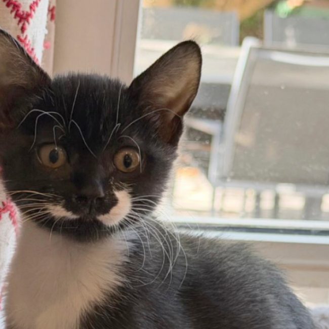 Xena - Chat Européen à adopter