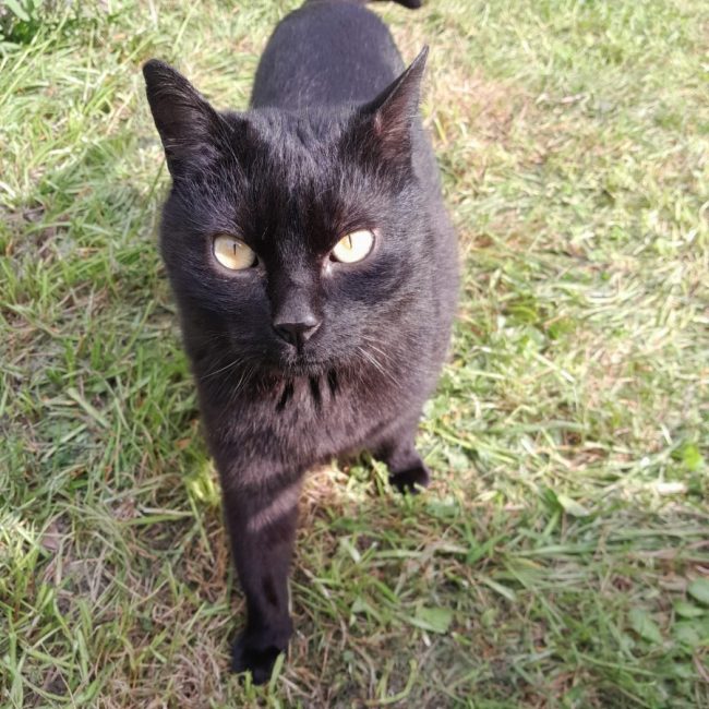 Hildo - Chat Européen à adopter