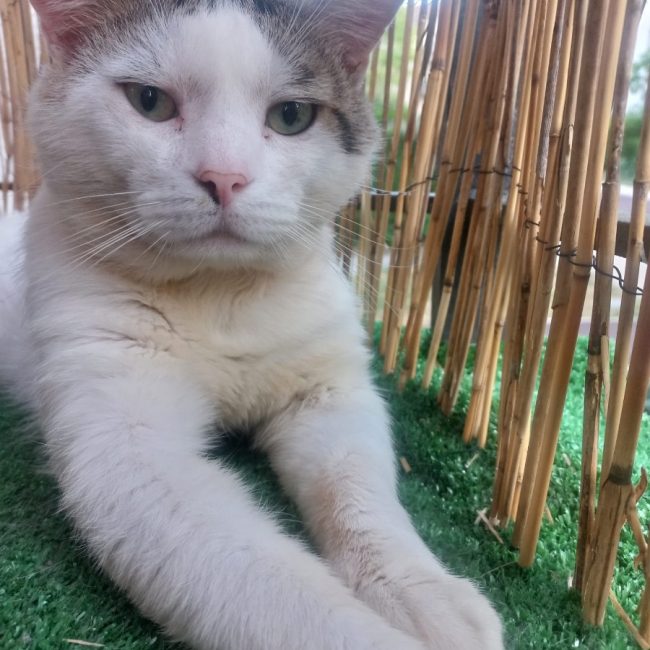 Jude - Chat Européen à adopter
