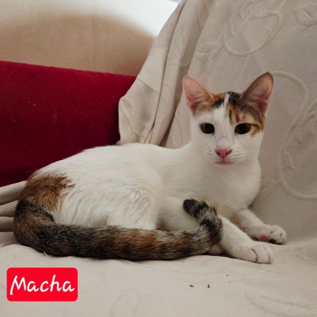 Macha - Chat Européen à adopter