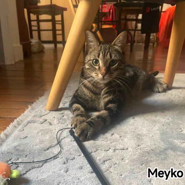 Meyko - Chat Européen à adopter