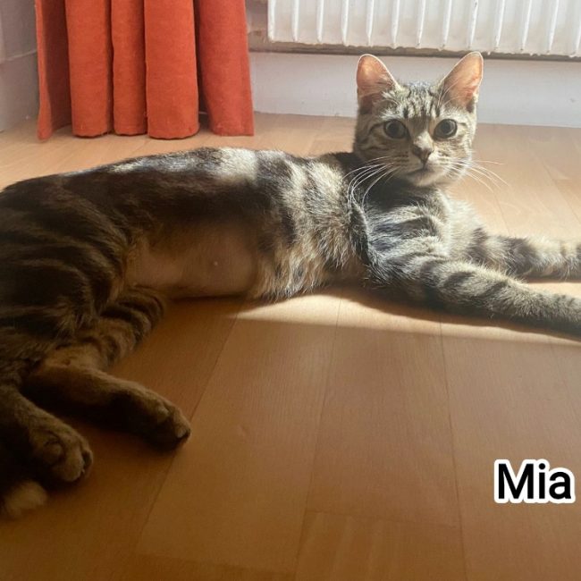 Mia - Chat Européen à adopter