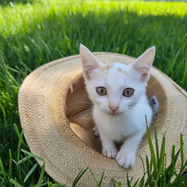 Fito - Chat à adopter