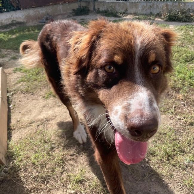 Thor - Chien à adopter