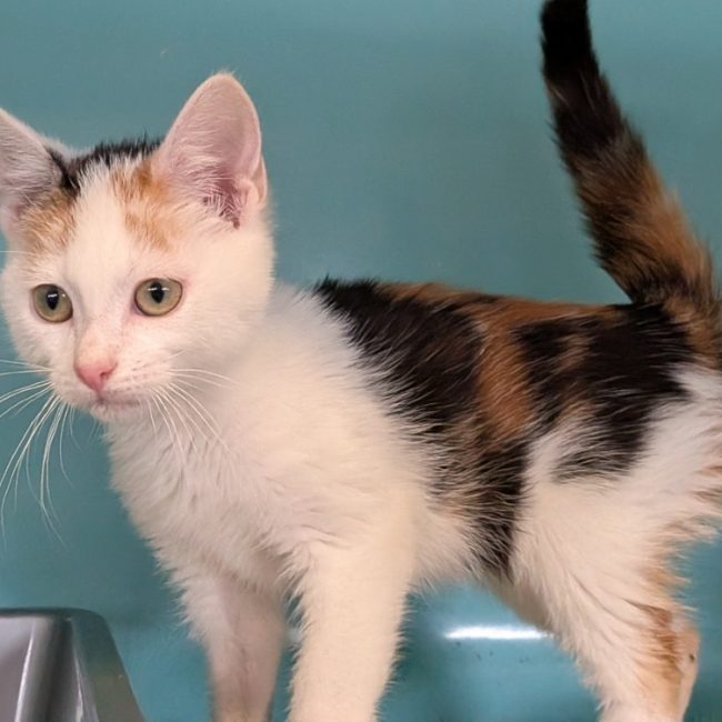 Bentley - Chat Européen à adopter
