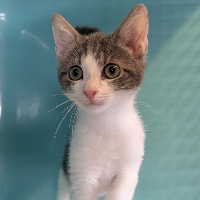 Mochy - Chat Européen à adopter