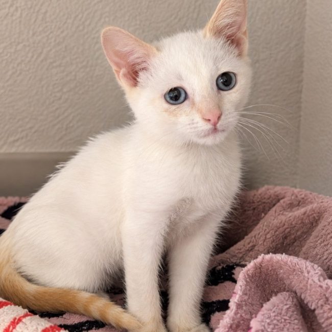 Frankenweenie - Chat Européen à adopter
