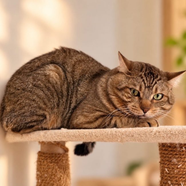Grocha - Chat Européen à adopter