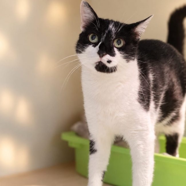 Isia - Chat Européen à adopter