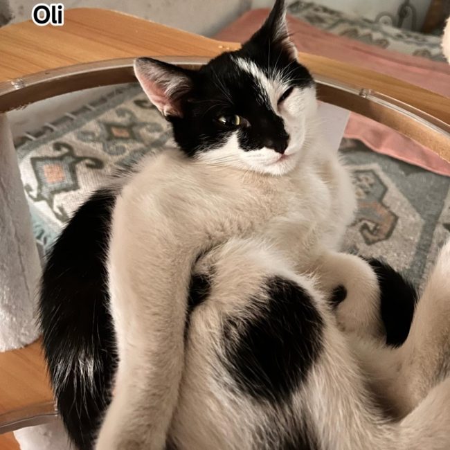 Oli
