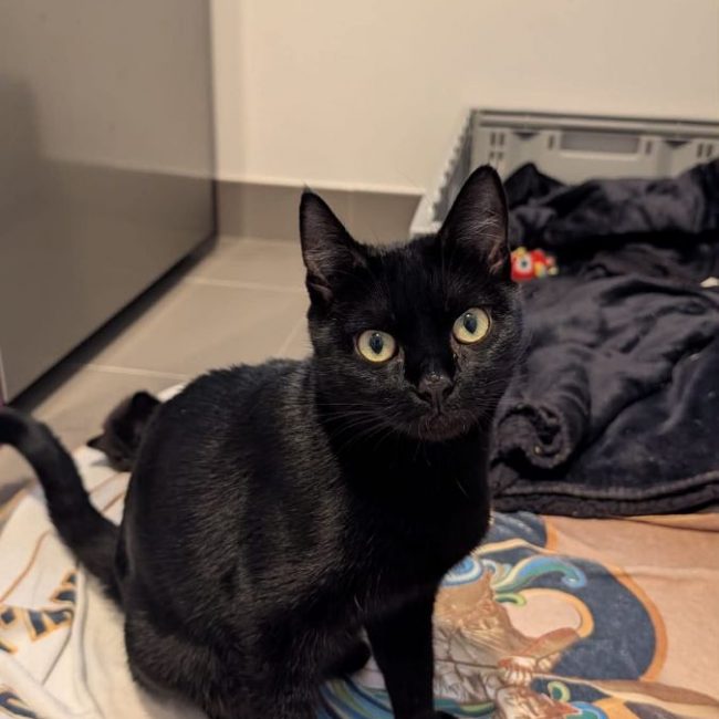 Ama - Chat Européen à adopter