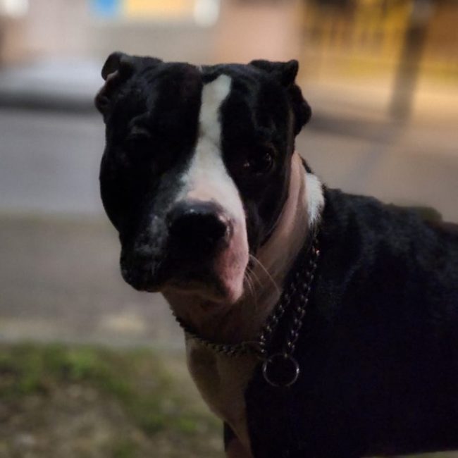 Raven - Chien Staffordshire Bull Terrier à adopter
