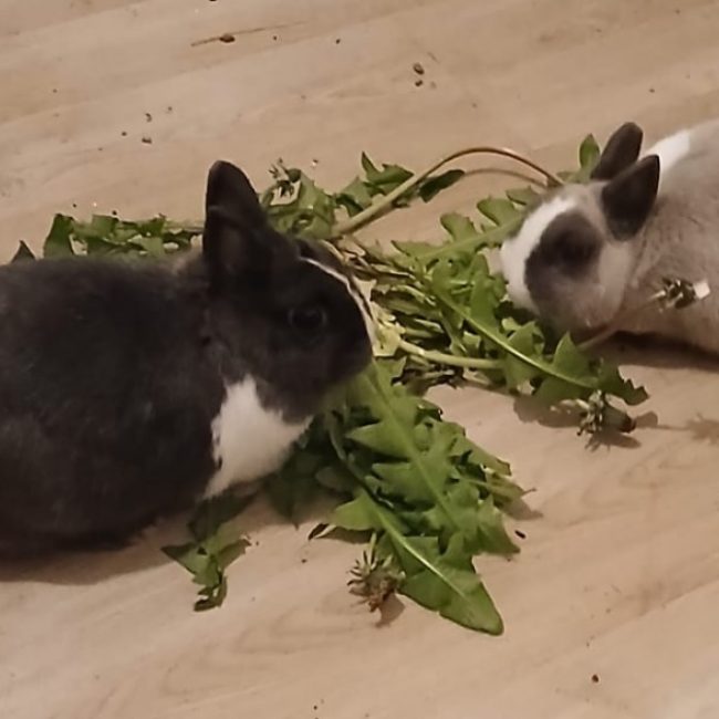 Bunny et Panpan