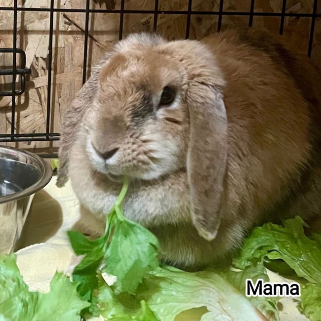 Mama - Rongeur Lapin à adopter