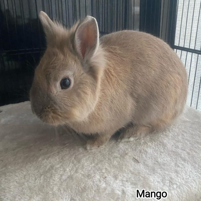Mango