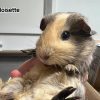 Noisette